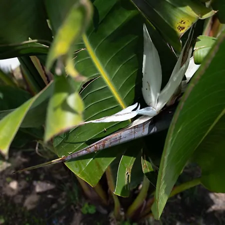 Casa La Rosa With Private Pool *