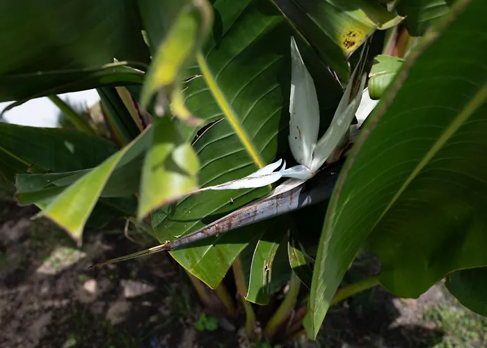 Casa La Rosa With Private Pool *